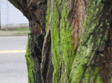 Bark, 10th Avenue, Capitol Hill