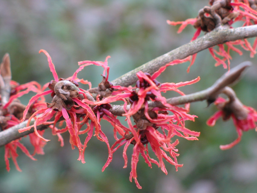 Witch Hazel