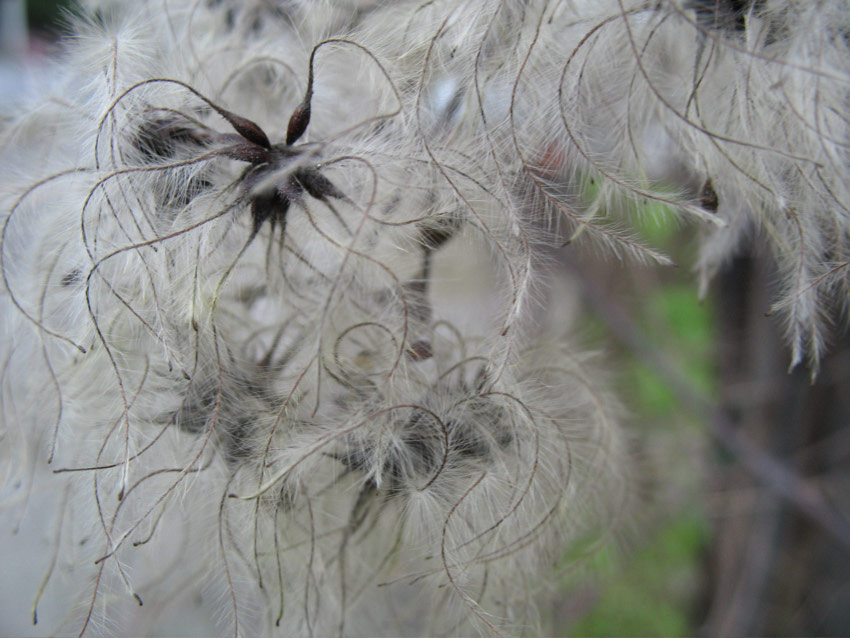 Seedpods