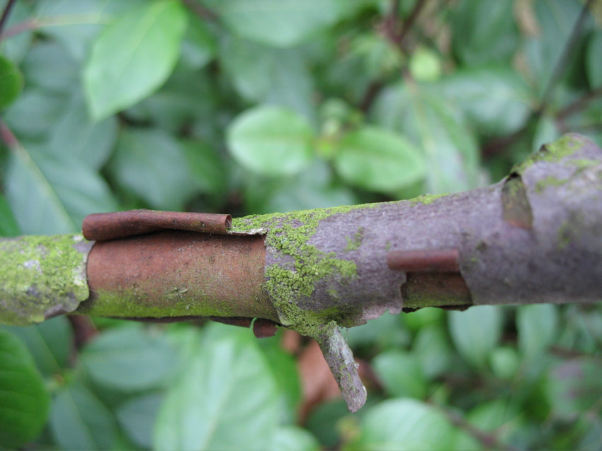 Bark at St. Mark's