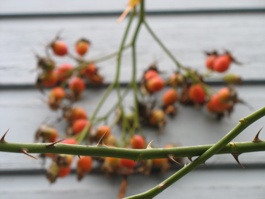 Rosehips on Broadway Avenue