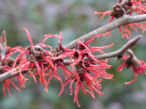 Witch Hazel