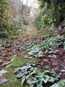 Hillside Garden