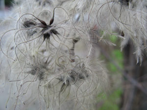 Seedpods