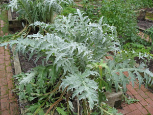 Garden on Broadway Avenue