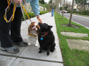 Dogs near Volunteer Park