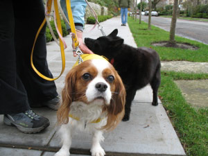 Dogs near Volunteer Park