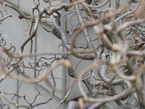 Curly Branches, 11th Avenue, Capitol Hill