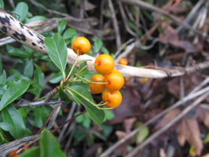 Berries