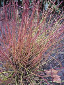 Hillside Garden