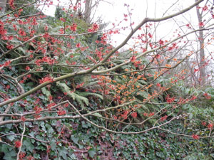 Red and Yellow Witch Hazel