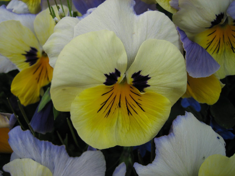 Pansies