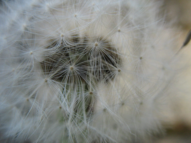 Dandelion