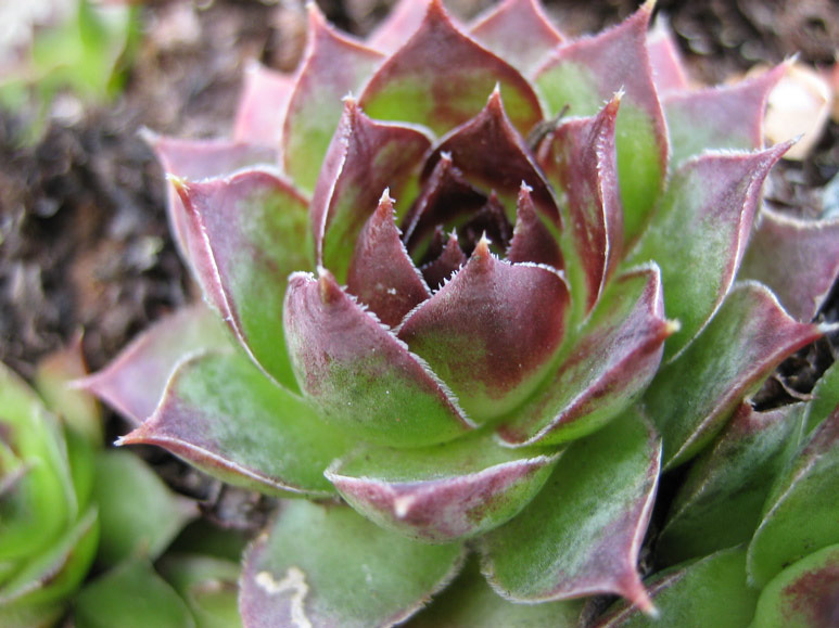 Hens and chicks