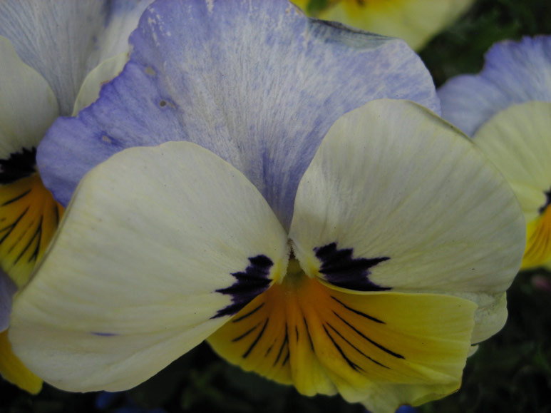 Pansies