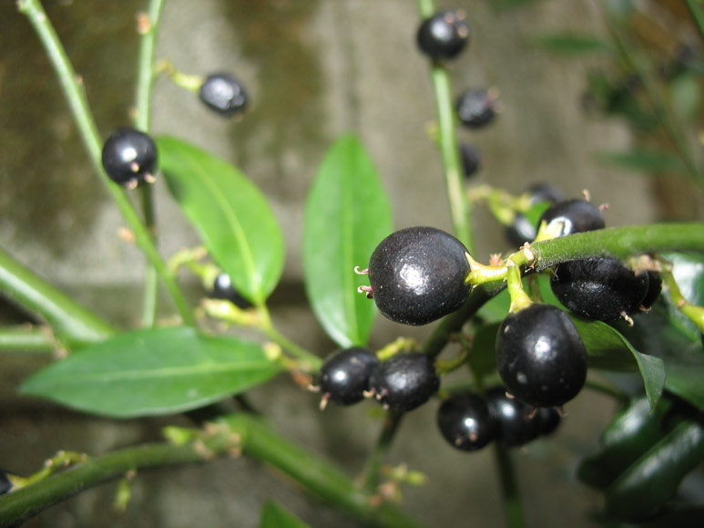 Black berries