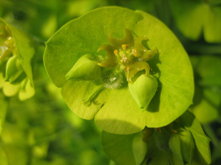 Euphorbia