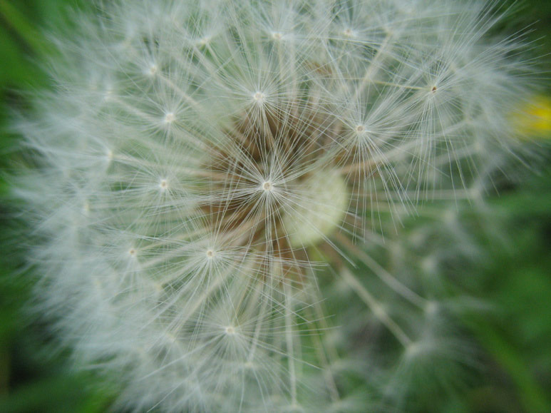 Dandelion