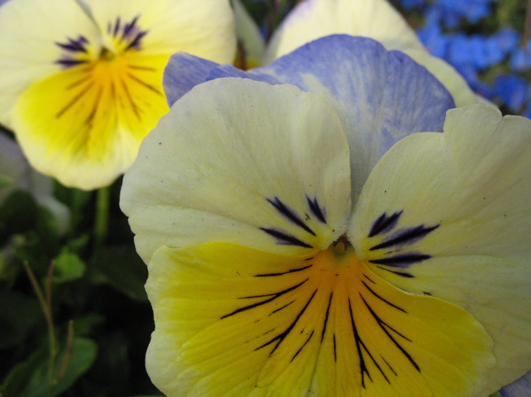 Pansies