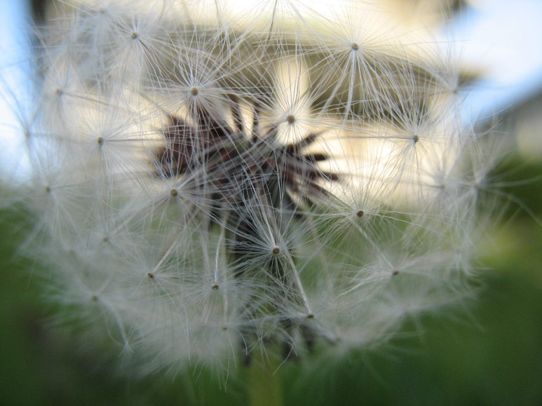 Dandelion