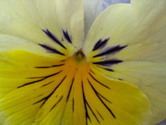 Pansy