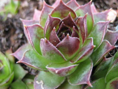 Hens and chicks