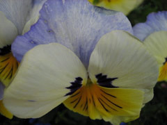 Pansies