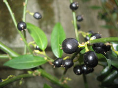 Black berries