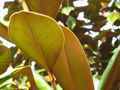 Leaves