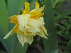 Old daffodil