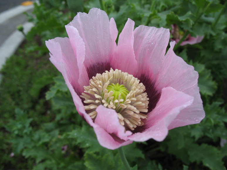 Pink poppy