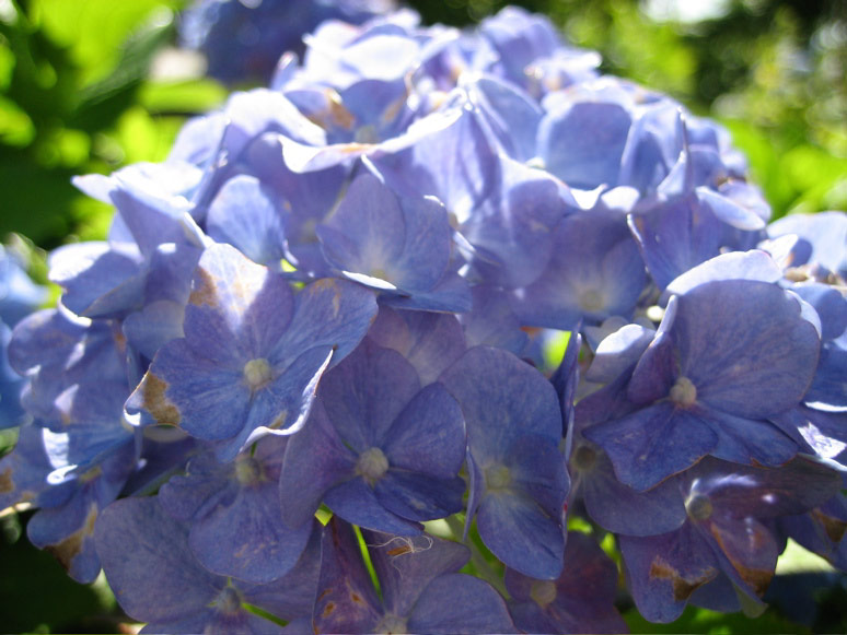 Hydrangeas in the TOPS playground