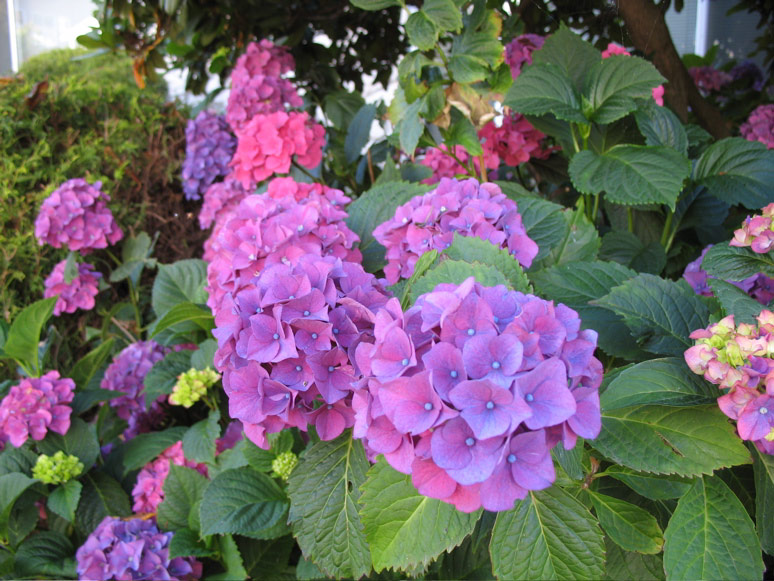 Hydrangeas on Yale Avenue