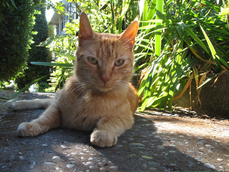 Cat on Yale Avenue