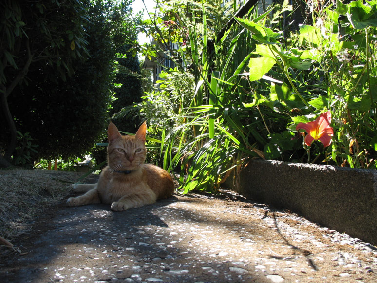 Cat on Yale Avenue