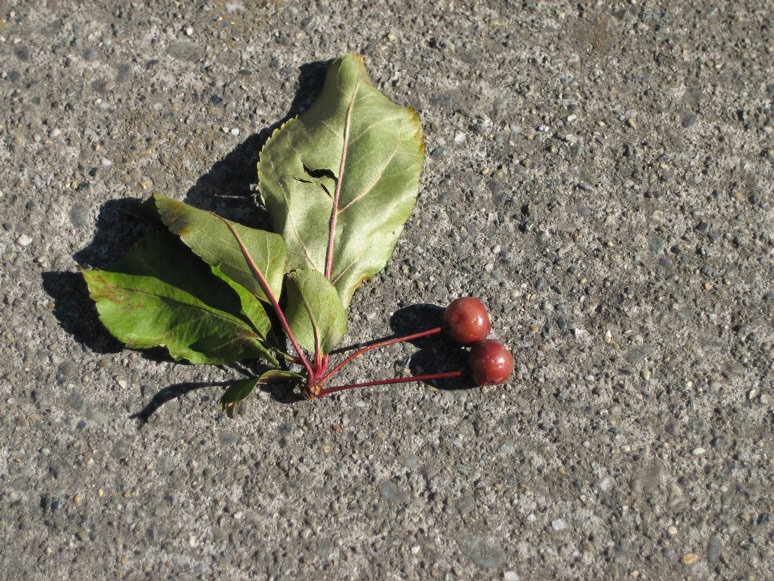 Berries on Minor Avenue