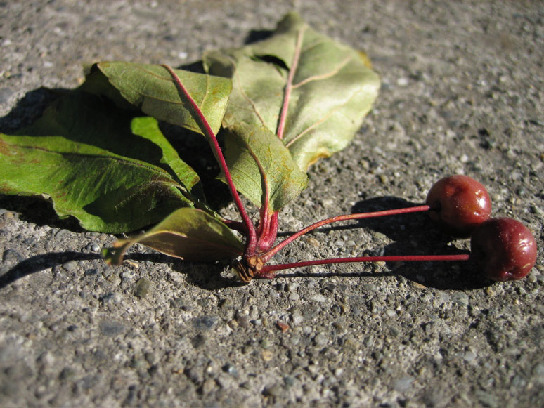 Berries on Minor Avenue