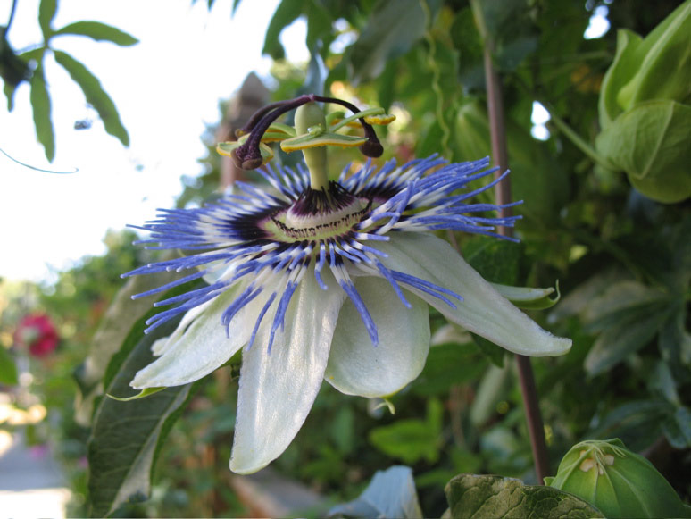 Passion flower on Minor Avenue