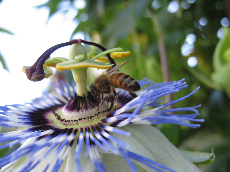 Passion flower and bee on Minor Avenue