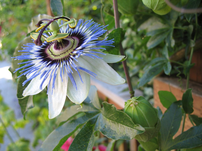 Passion flower on Minor Avenue