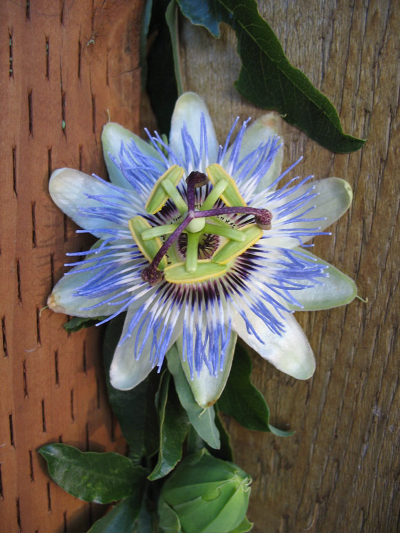 Passion flower on Minor Avenue