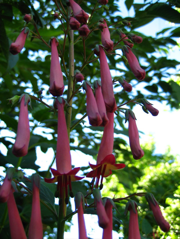 Flowers on Minor Avenue