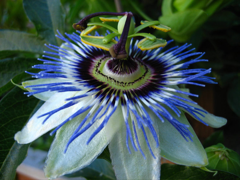 Passion flower on Minor Avenue