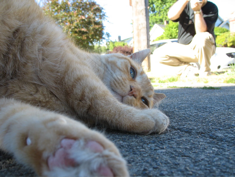 Bobtail cat at Minor and Lynn