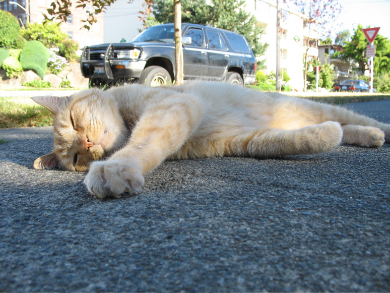 Bobtail cat at Minor and Lynn