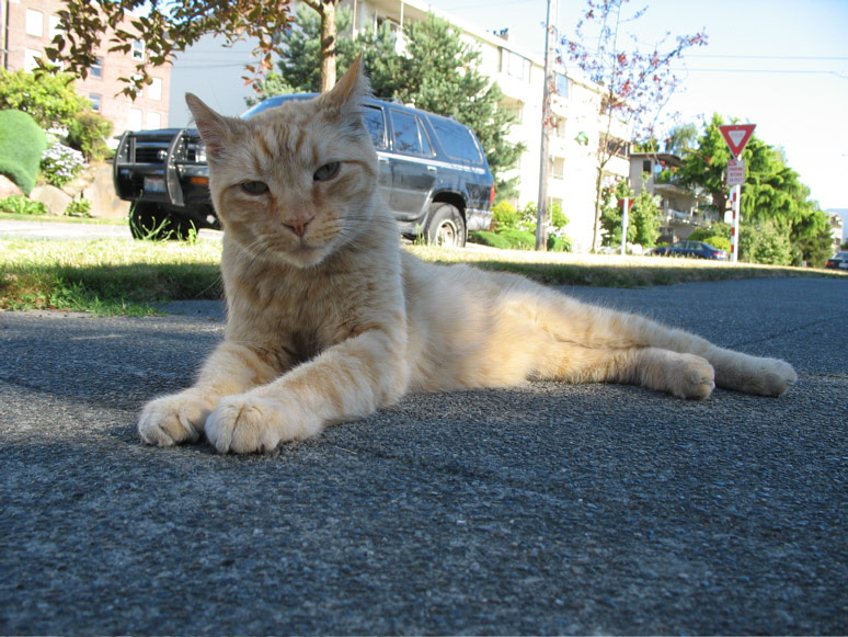 Bobtail cat at Minor and Lynn