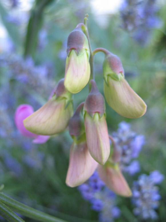 Flower buds on Minor Avenue