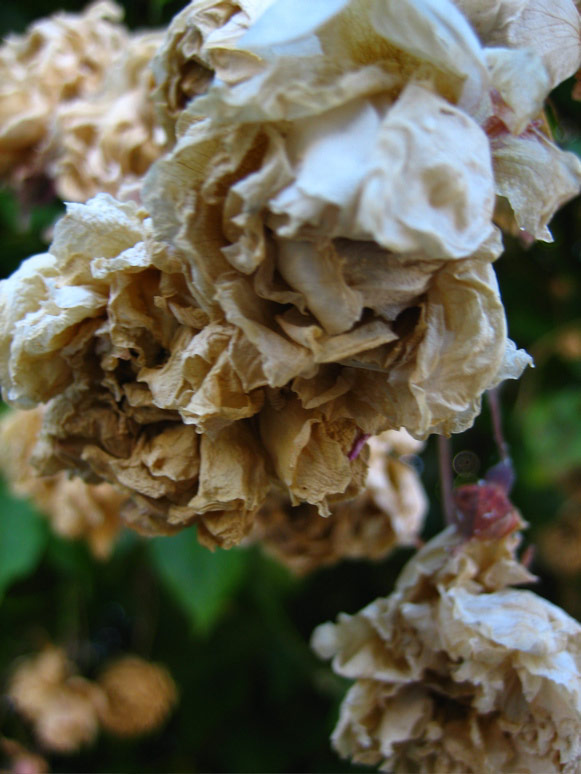 Crumpled roses
