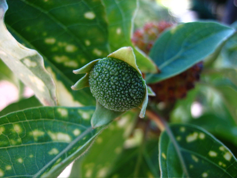 Plant on Minor Avenue