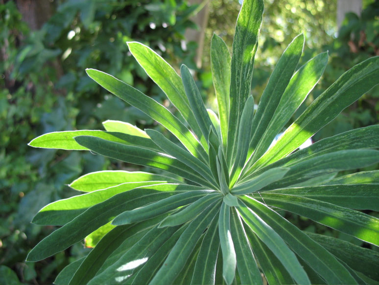 Plant on Fairview Avenue